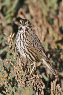 Savannah Sparrow