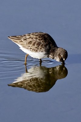 Least Sandpiper