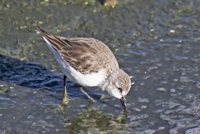 Western Sandpiper