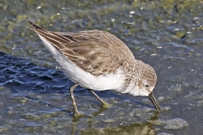 Western Sandpiper