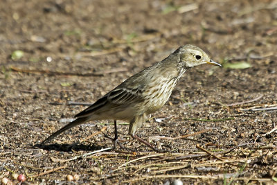 American Pipit