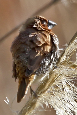 Scaly-breasted Munia