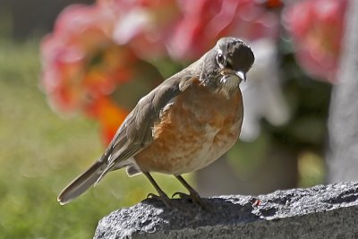 American Robin