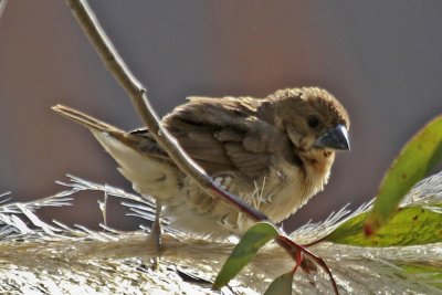 Scaly-breasted Munia