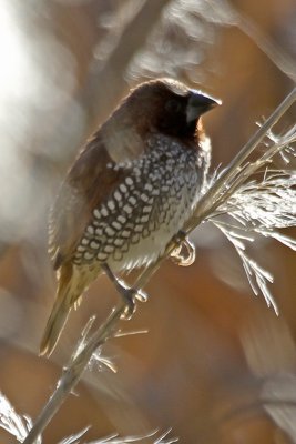 Scaly-breasted Munia