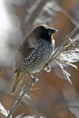 Scaly-breasted Munia