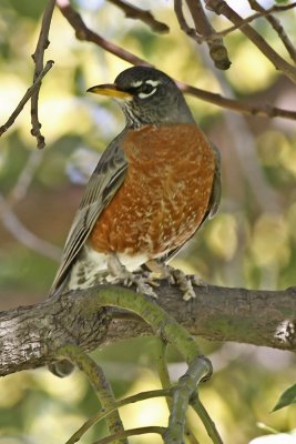 American Robin