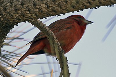Hepatic Tanager