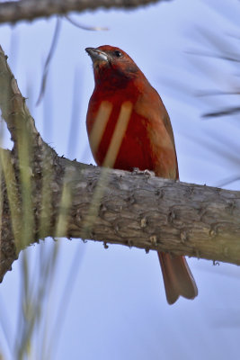 Hepatic Tanager