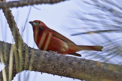 Hepatic Tanager
