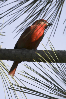 Hepatic Tanager