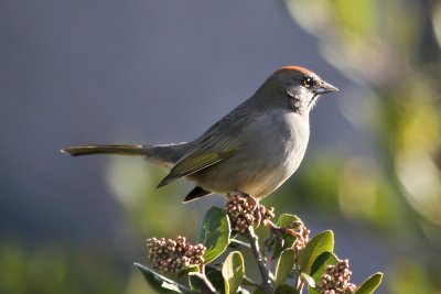 Green-tailed Towhee