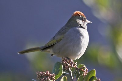 Green-tailed Towhee