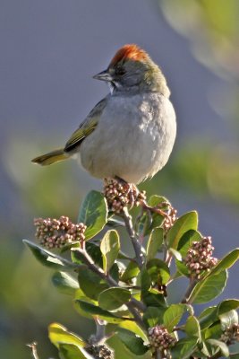 Green-tailed Towhee