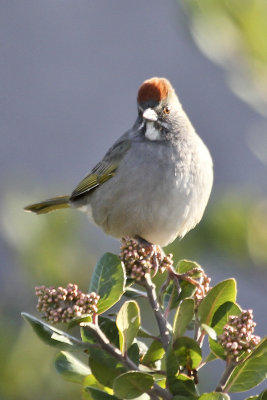 Green-tailed Towhee
