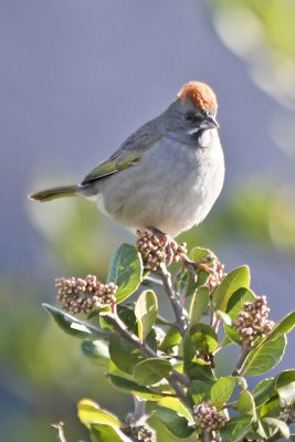 Green-tailed Towhee
