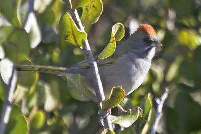 Green-tailed Towhee