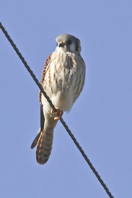 American Kestrel