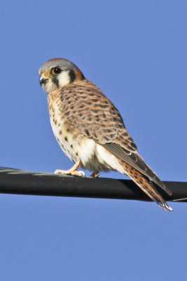 Kestrel