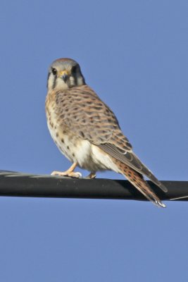 American Kestrel