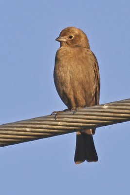 Brown-headed Cowbird