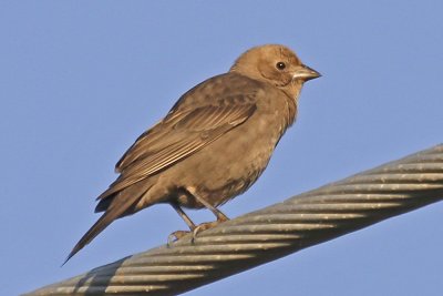 Brown-headed Cowbird