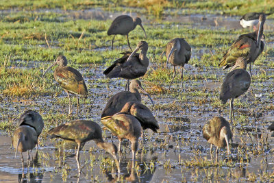 White-faced Ibis