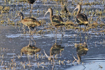 White-faced Ibis