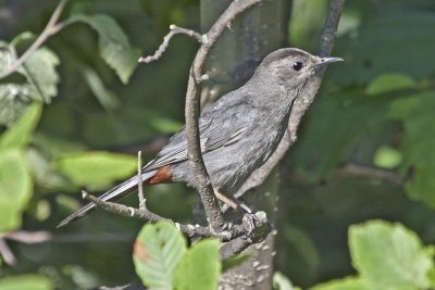 Gray Catbird