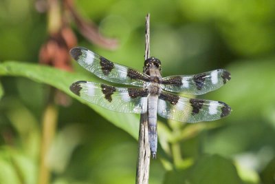 Dragon Fly