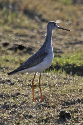 Greater Yellowlegs