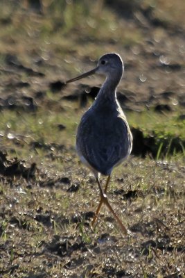 Greater Yellowlegs