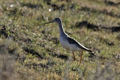 Greater Yellowlegs