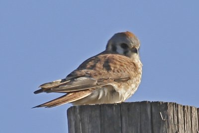 American Kestrel
