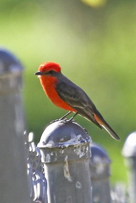 Vermillion Flycatcher