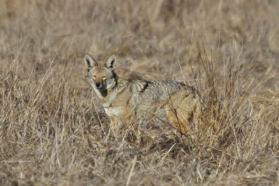 Coyote