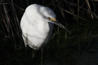 Snowy Egret