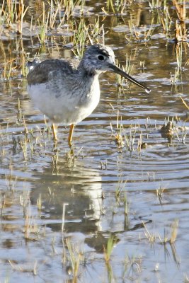 Greater Yellowlegs
