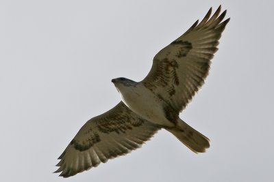 Ferruginous Hawk