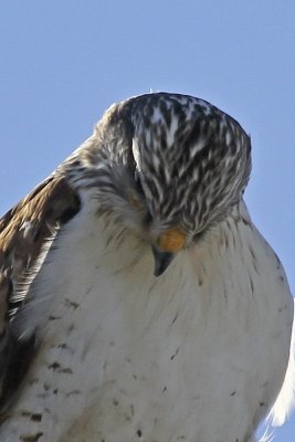 Ferruginous Hawk