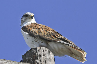Ferruginous Hawk