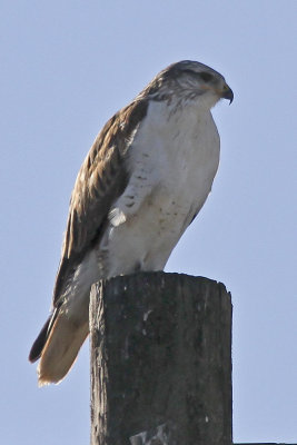 Ferruginous Hawk