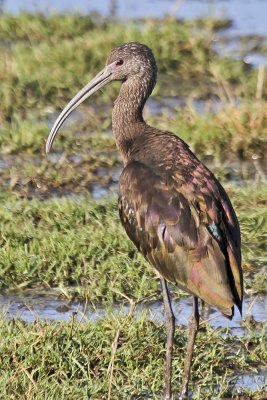 White-faced Ibis