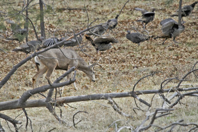 Mule Deer