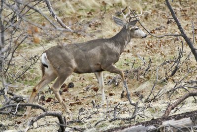 Mule Deer