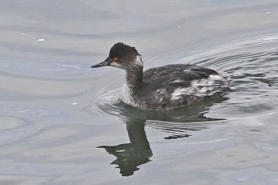Eared Grebe