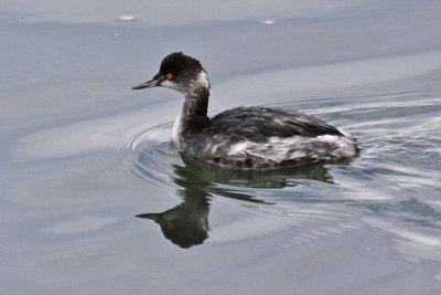 Eared Grebe