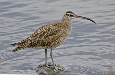 Whimbrel