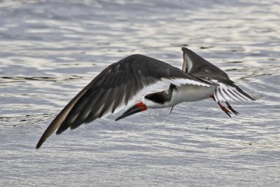 Black Skimmer