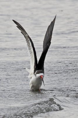 Black Skimmer